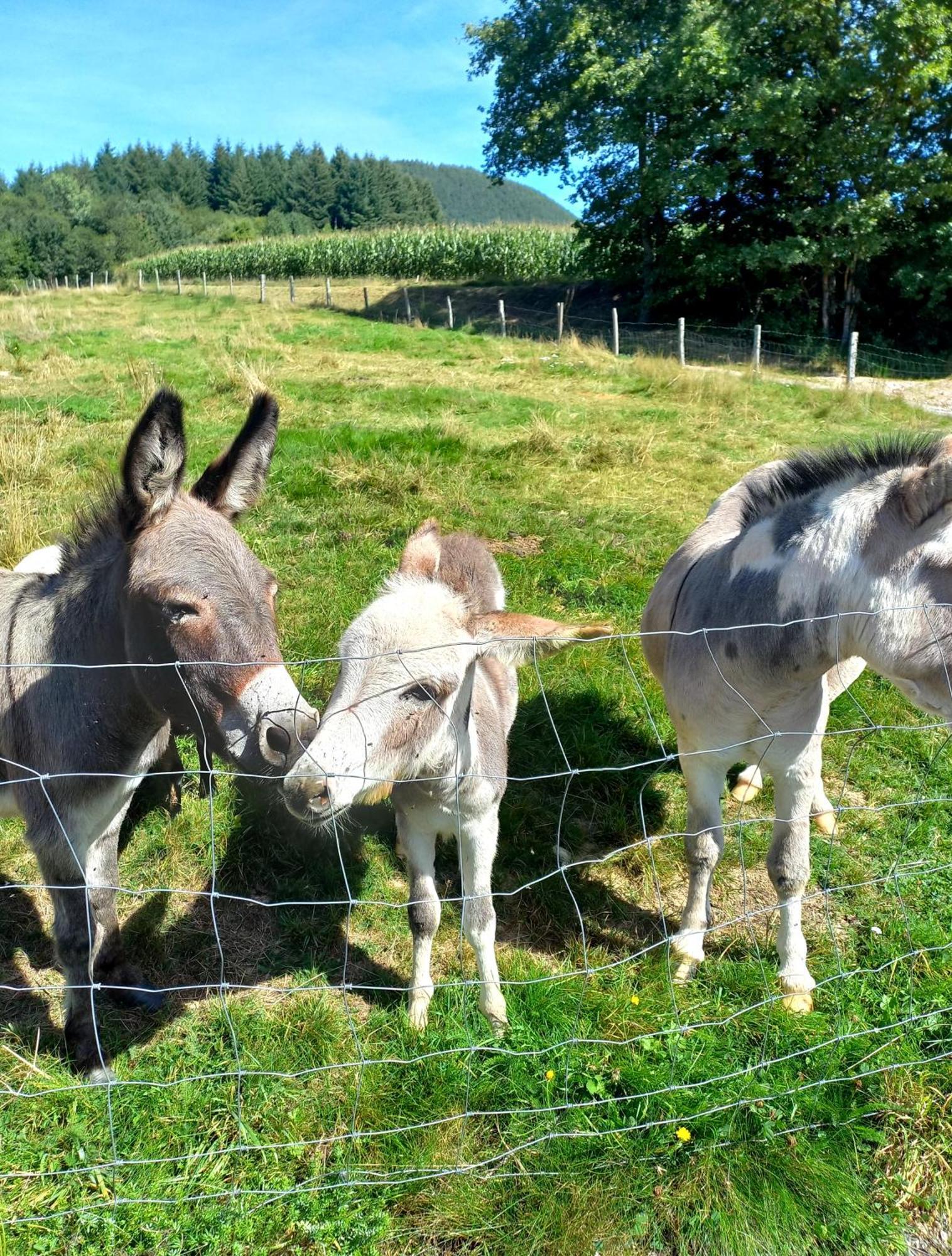 La Petite Ferme Villa La Chapelle  Dış mekan fotoğraf